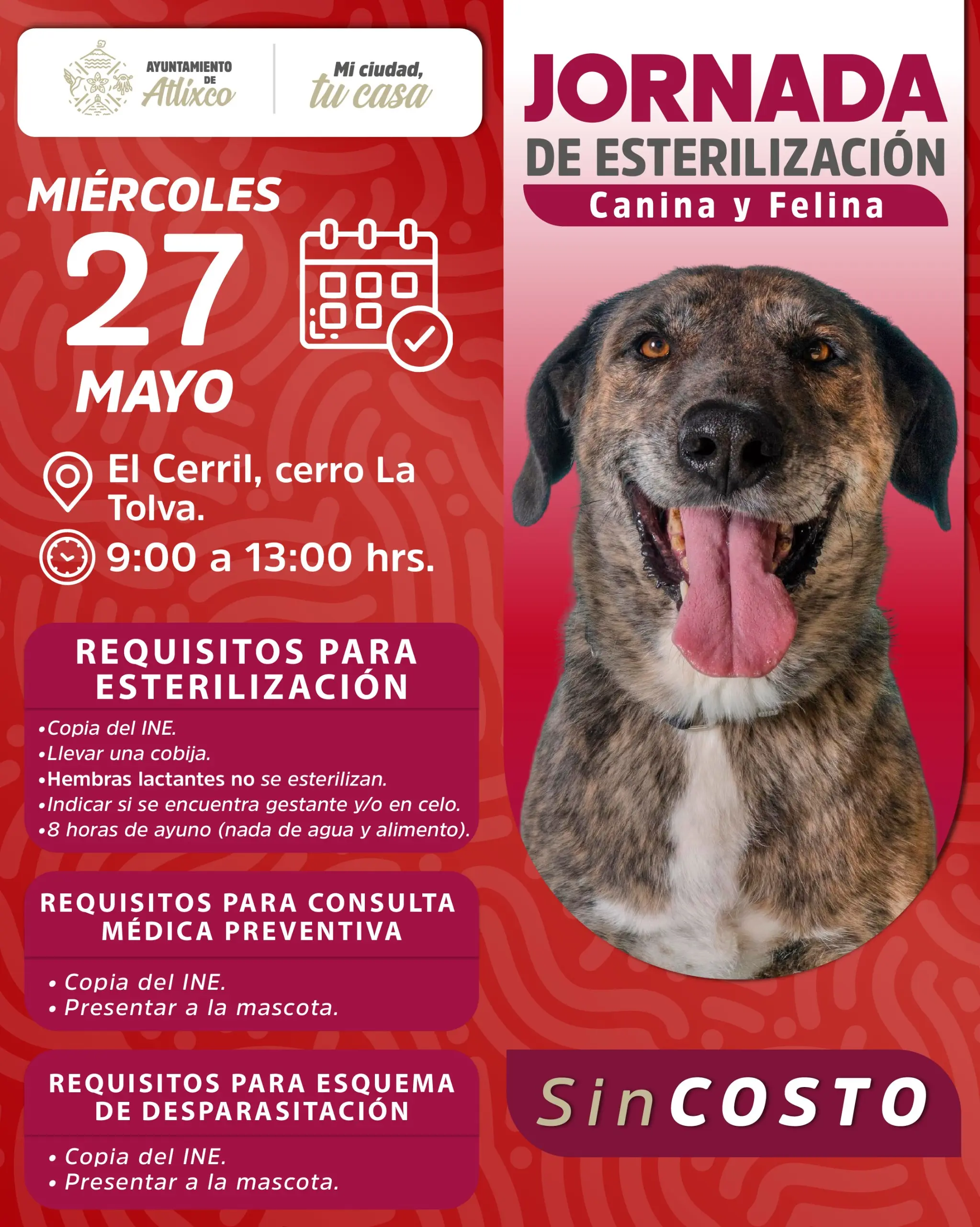 Amar es esterilizar: Ariadna Ayala promueve jornada de cuidado animal en Atlixco