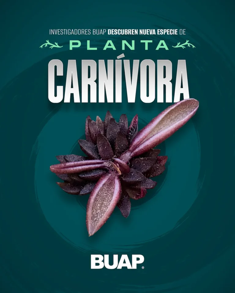 Investigadores BUAP descubren nueva especie de planta carnívora