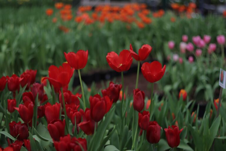 INICIA VENTA DE TULIPANES EN ATLIXCO ¡LÁNZATE POR LOS TUYOS!