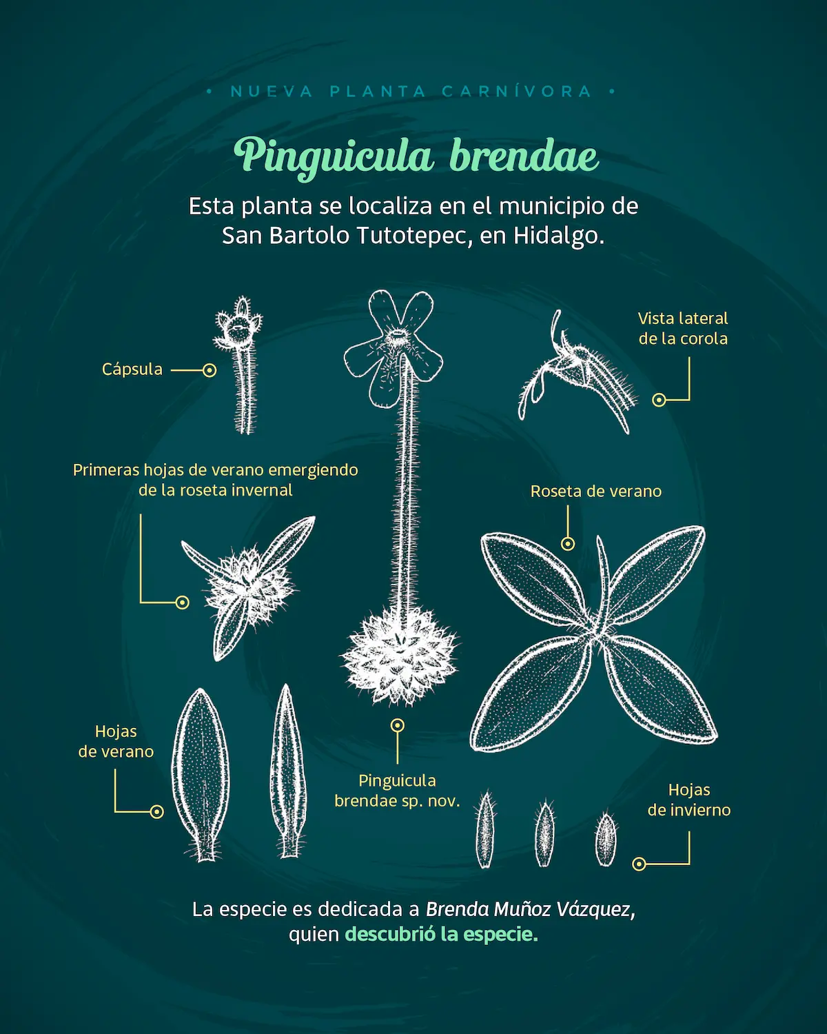 Investigadores BUAP descubren nueva especie de planta carnívora
