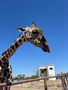 Jitrafa