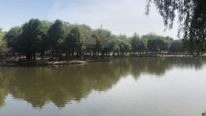 peje1
