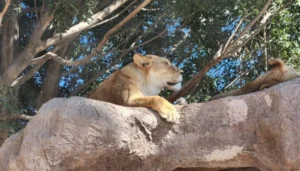 leones-africam-safari-puebla-1024x584