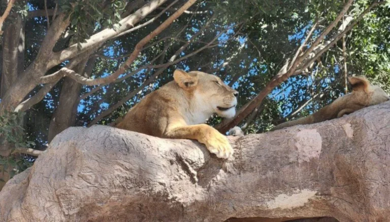 leones-africam-safari-puebla-1024x584