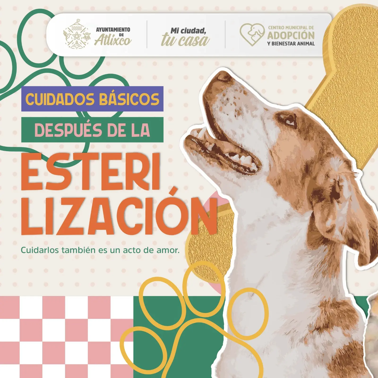 Ariadna Ayala Anuncia Nueva Jornada De Esterilización Gratuita En Atlixco