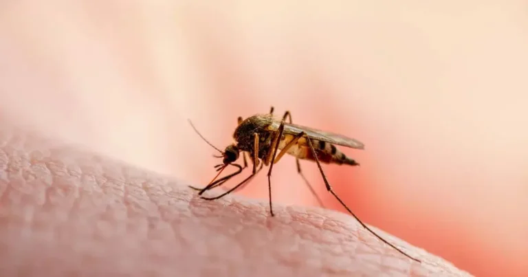 El primer caso de dengue llega a Tehuacán