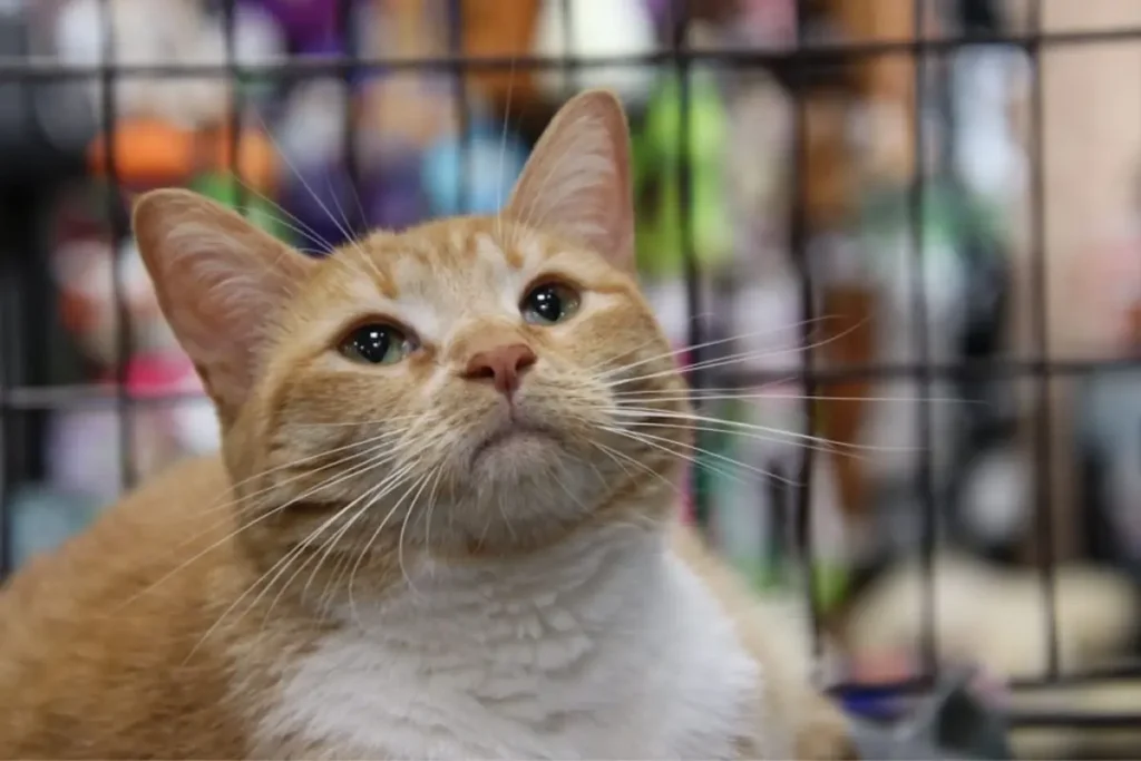 ¿Amas a los gatos? No te pierdas el Michi Fest 2026