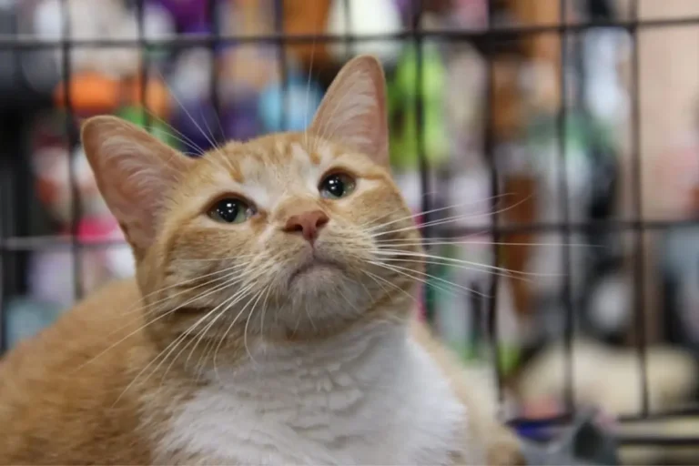 ¿Amas a los gatos? No te pierdas el Michi Fest 2026