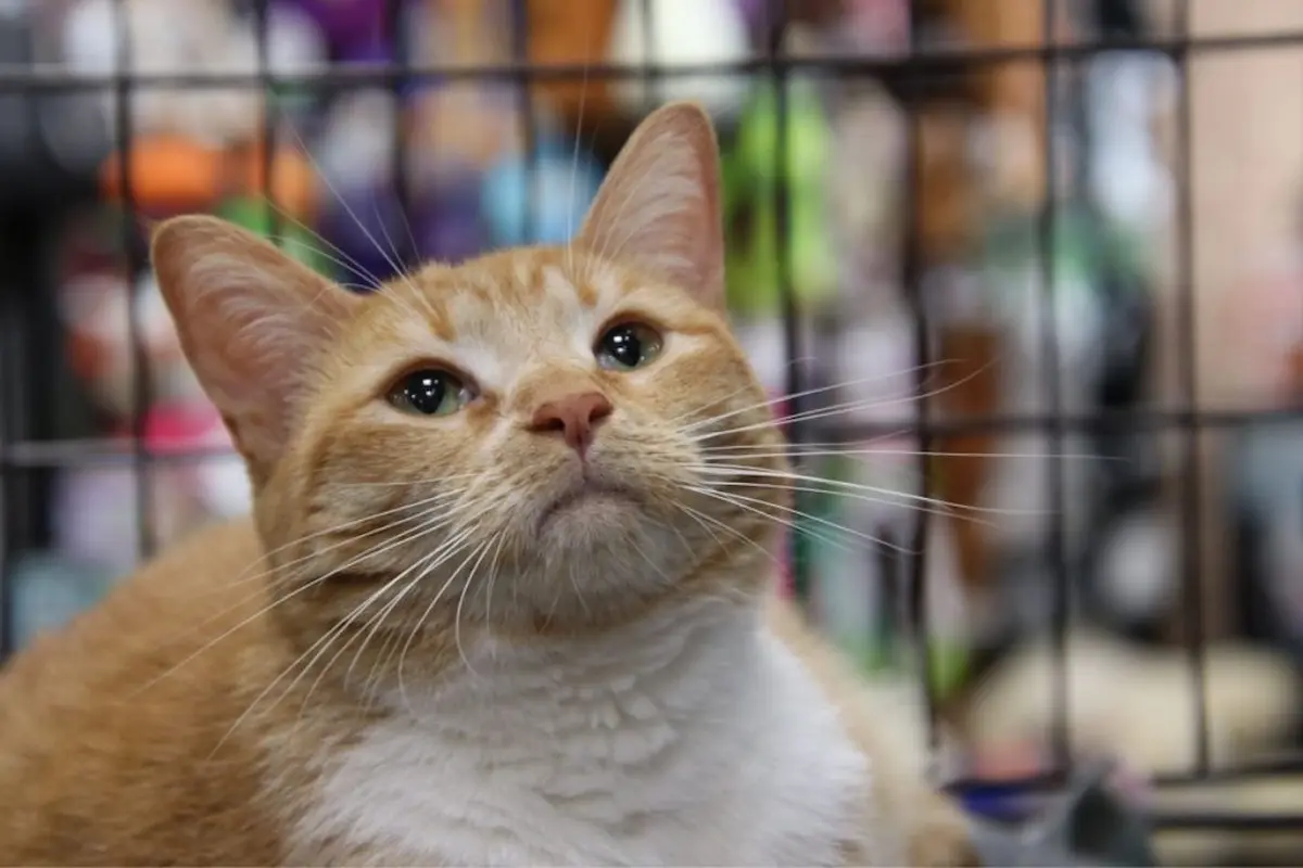 ¿Amas a los gatos? No te pierdas el Michi Fest 2026