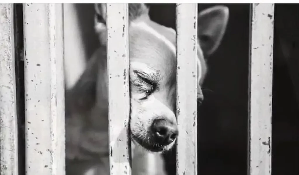 ¿Tienes mascota? Esto es lo nuevo de la Ley de Bienestar Animal