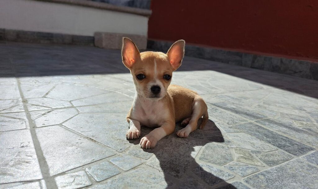 Viral-cuantos-años-vive-un-perro