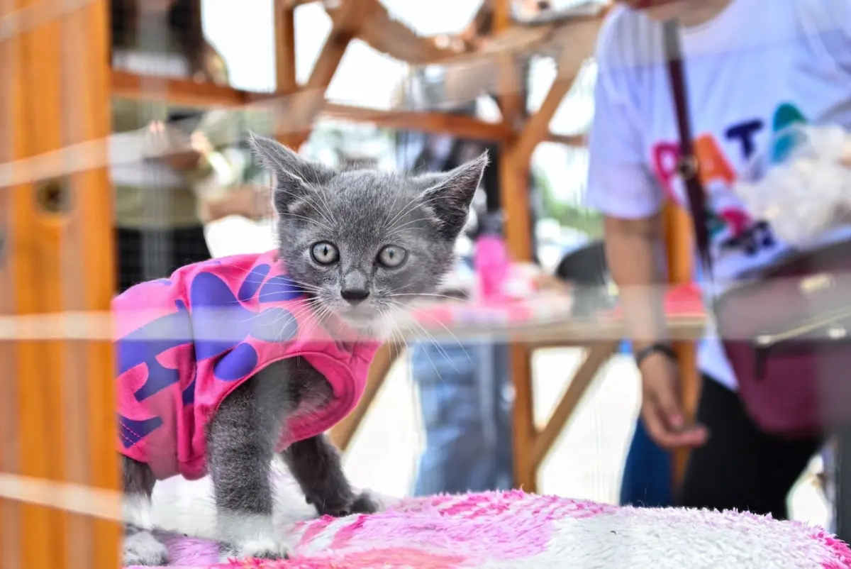 ¿Amas a los gatos? No te pierdas el Michi Fest 2026