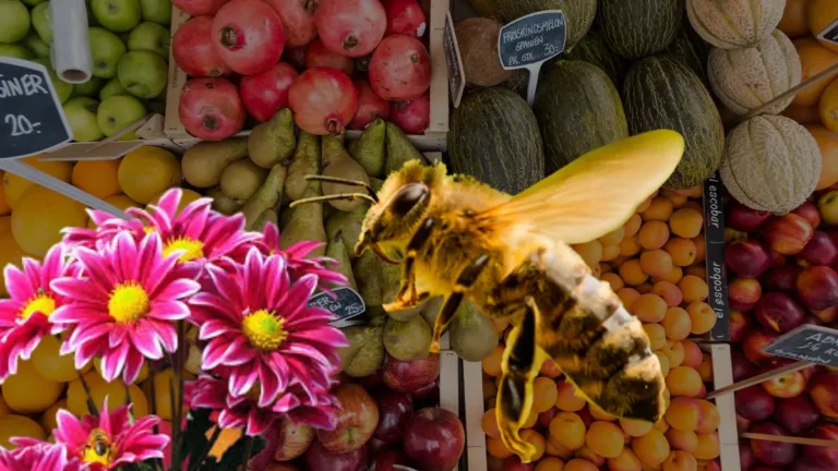 Abejas