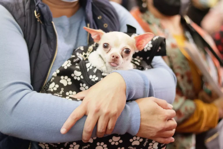#Virales-perros-alergía-irritación