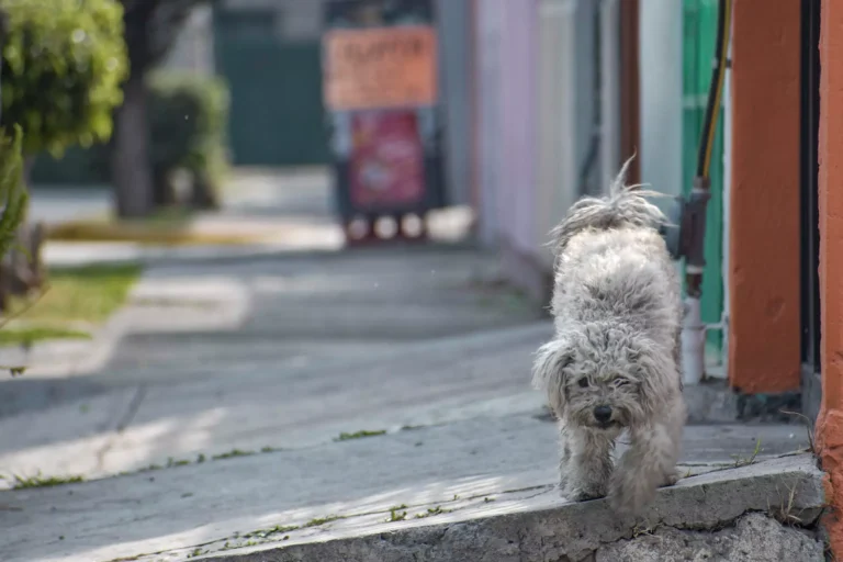 Perros-gatos-bienestar-animal-puebla-fge