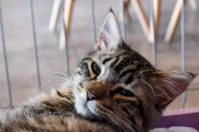 Día-internacional-del-gato-virales-salud-
