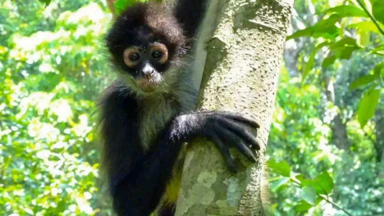 Confirma SEMARNAT la muerte de 157 primates en Tabasco y Chiapas