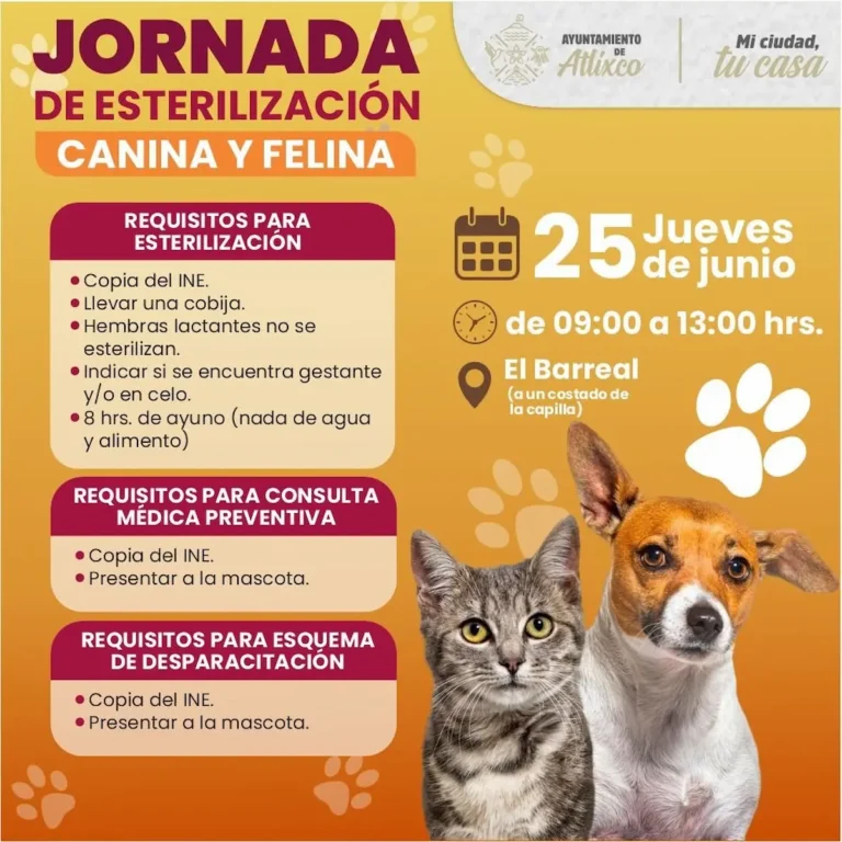 Atlixco Impulsa Bienestar Animal; Ariadna Ayala Promueve Jornada De Esterilización