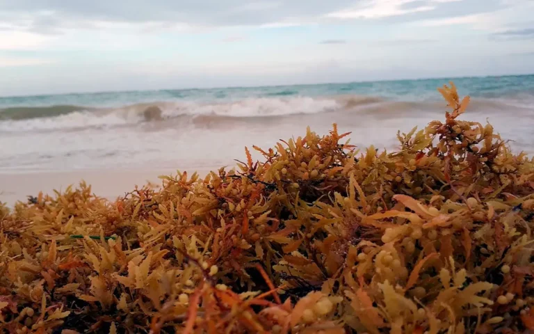 El sargazo ahora será combatido desde el mar con inversión millonaria