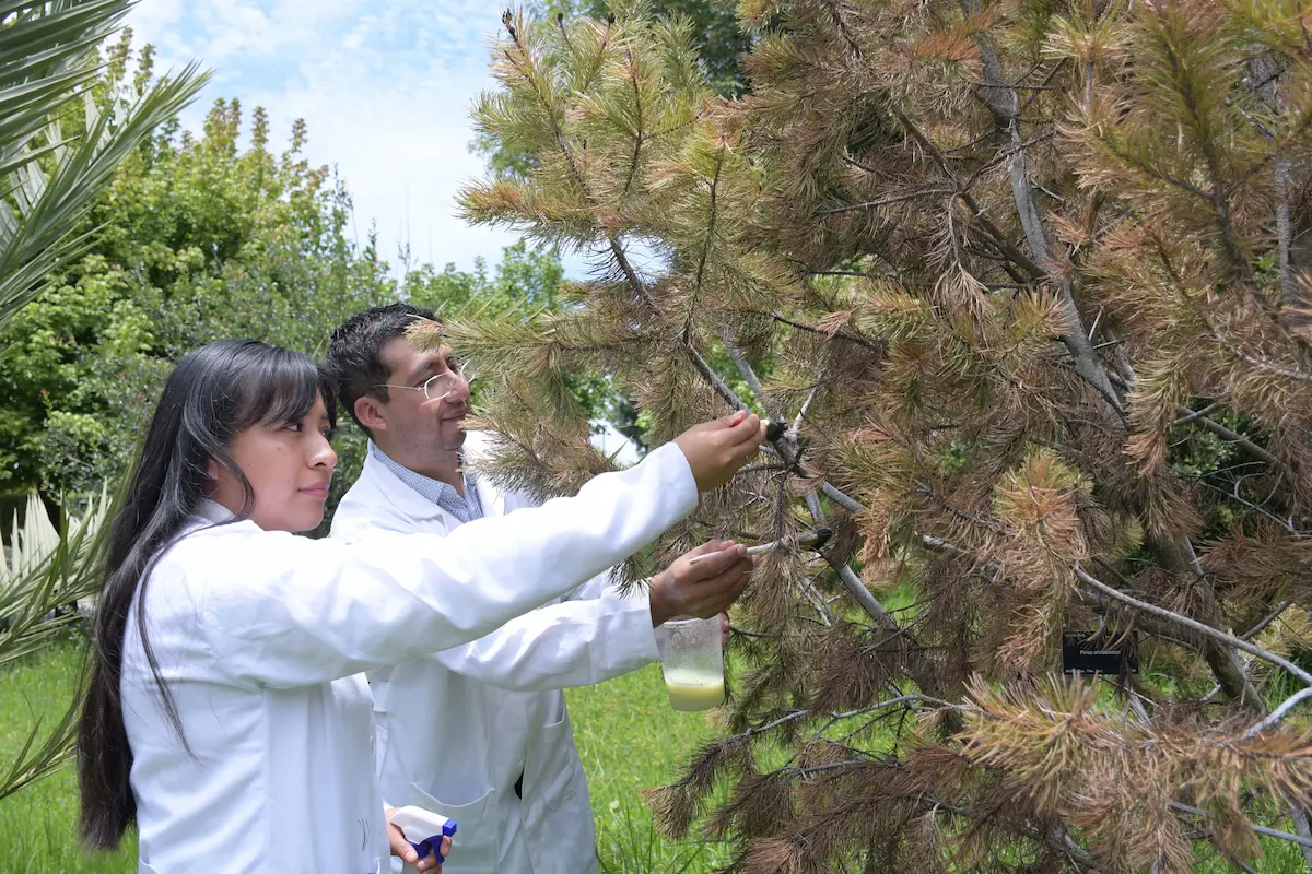 Crean nanomateriales en la BUAP para combatir plagas por gusano barrenador