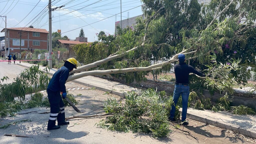 Protección Civil de San Pedro Cholula revisará estatus de árboles en Plaza de La Concordia