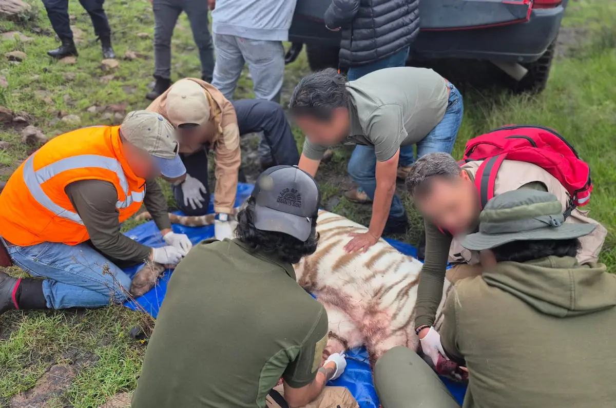 Confirma Profepa muerte de’Kenzo’ el tigre de bengala rescatado