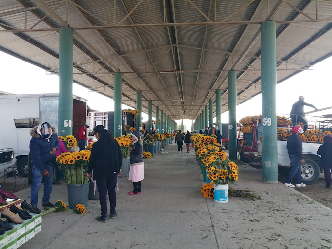 venta-puebla-flores-mayoreo-menudeo