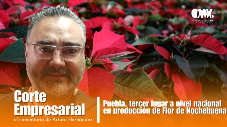 PRODUCCIÓN DE NOCHEBUENAS