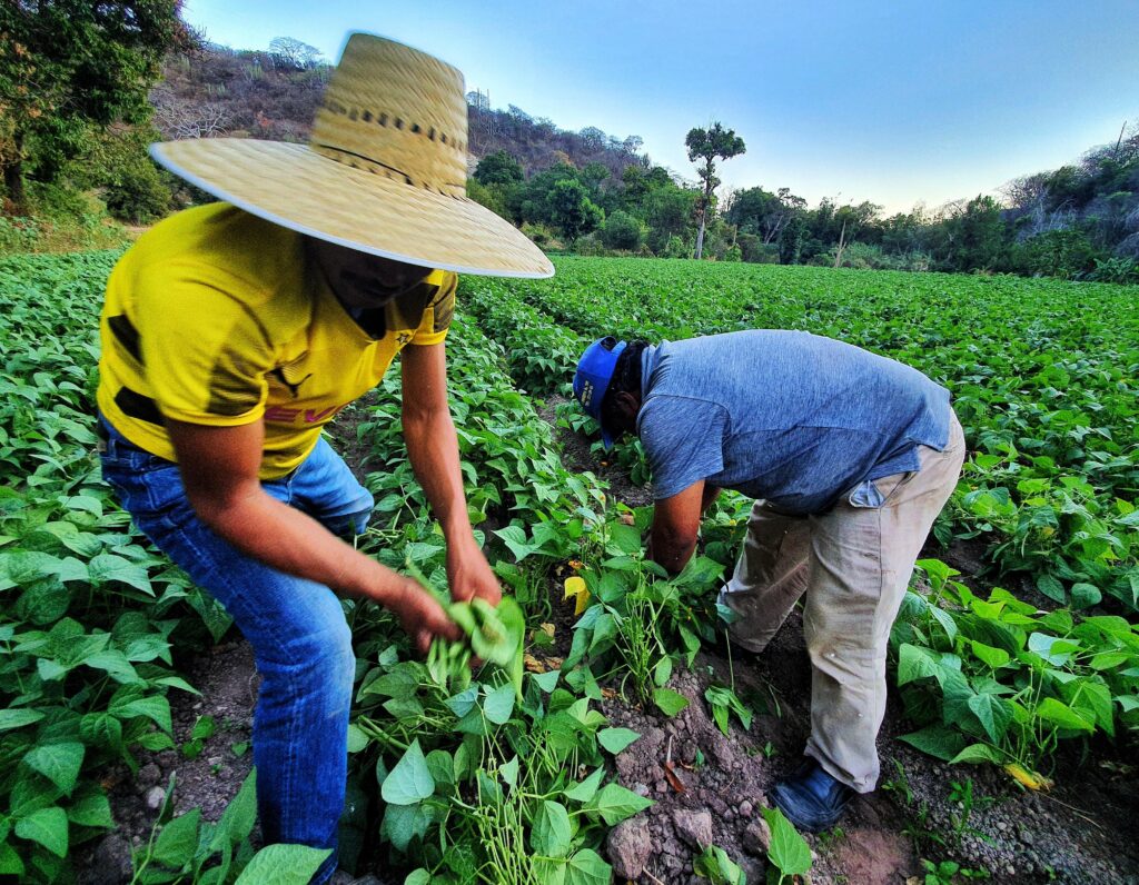 Alineada al Programa Nacional de Soberanía Alimentaria, la transformación del campo en Puebla: Armenta