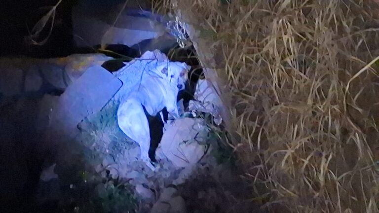 Centro de Bienestar Animal de Cuautlancingo logra rescatar a perrito caído en una zanja