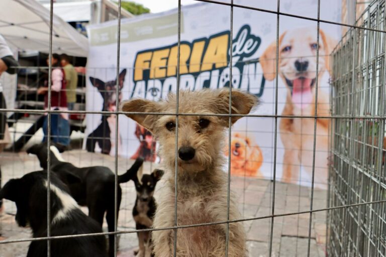 adopciones responsables en Atlixco