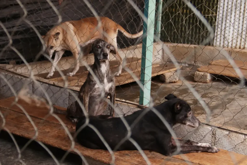 Tres casos de maltrato animal en Puebla podrían llegar ante un juez