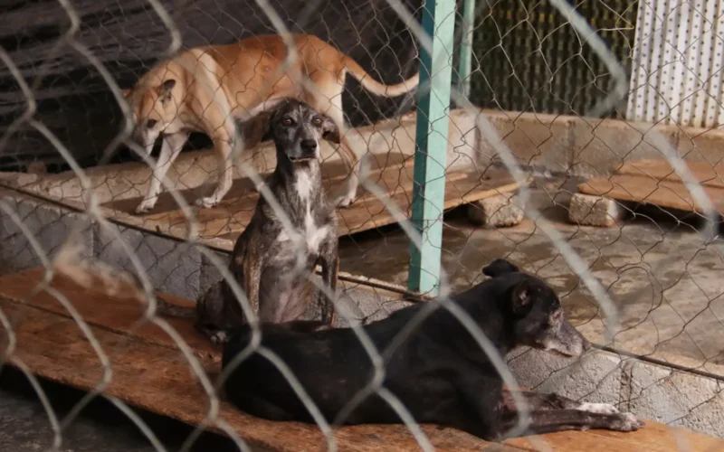 Tres casos de maltrato animal en Puebla podrían llegar ante un juez 
