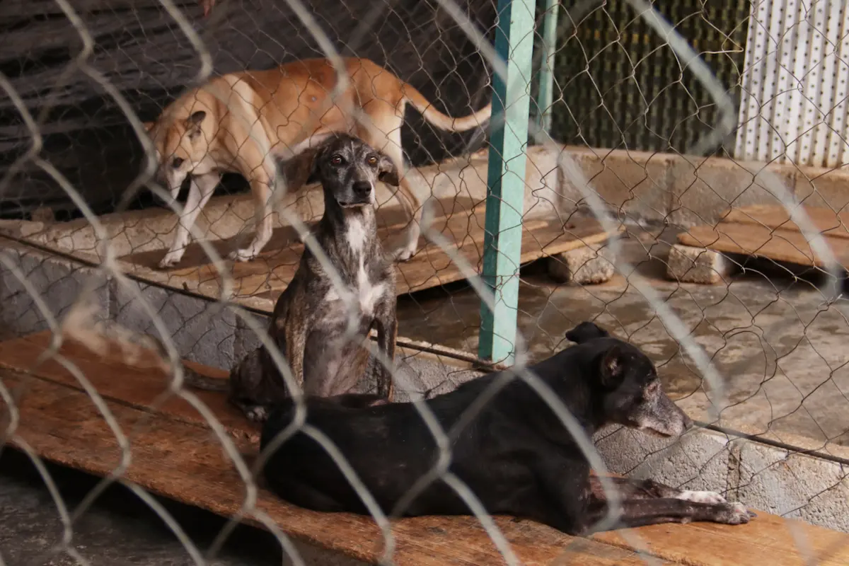 Tres casos de maltrato animal en Puebla podrían llegar ante un juez 