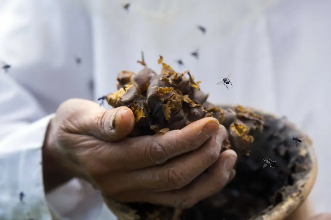 Sin abejas, México perdería mucho más que la miel