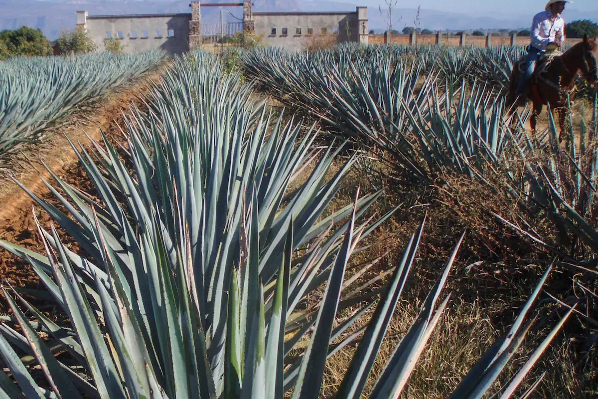 Tequila, Jalisco