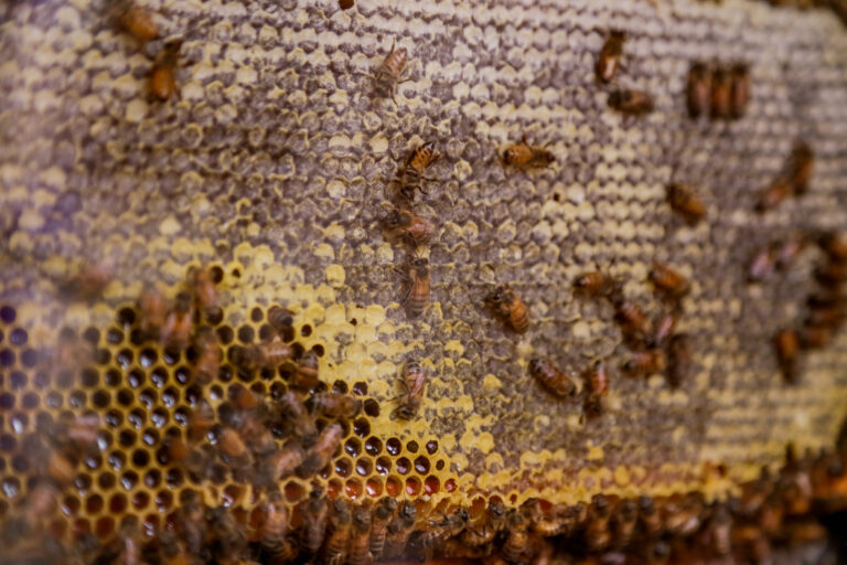 Día Mundial de las Abejas