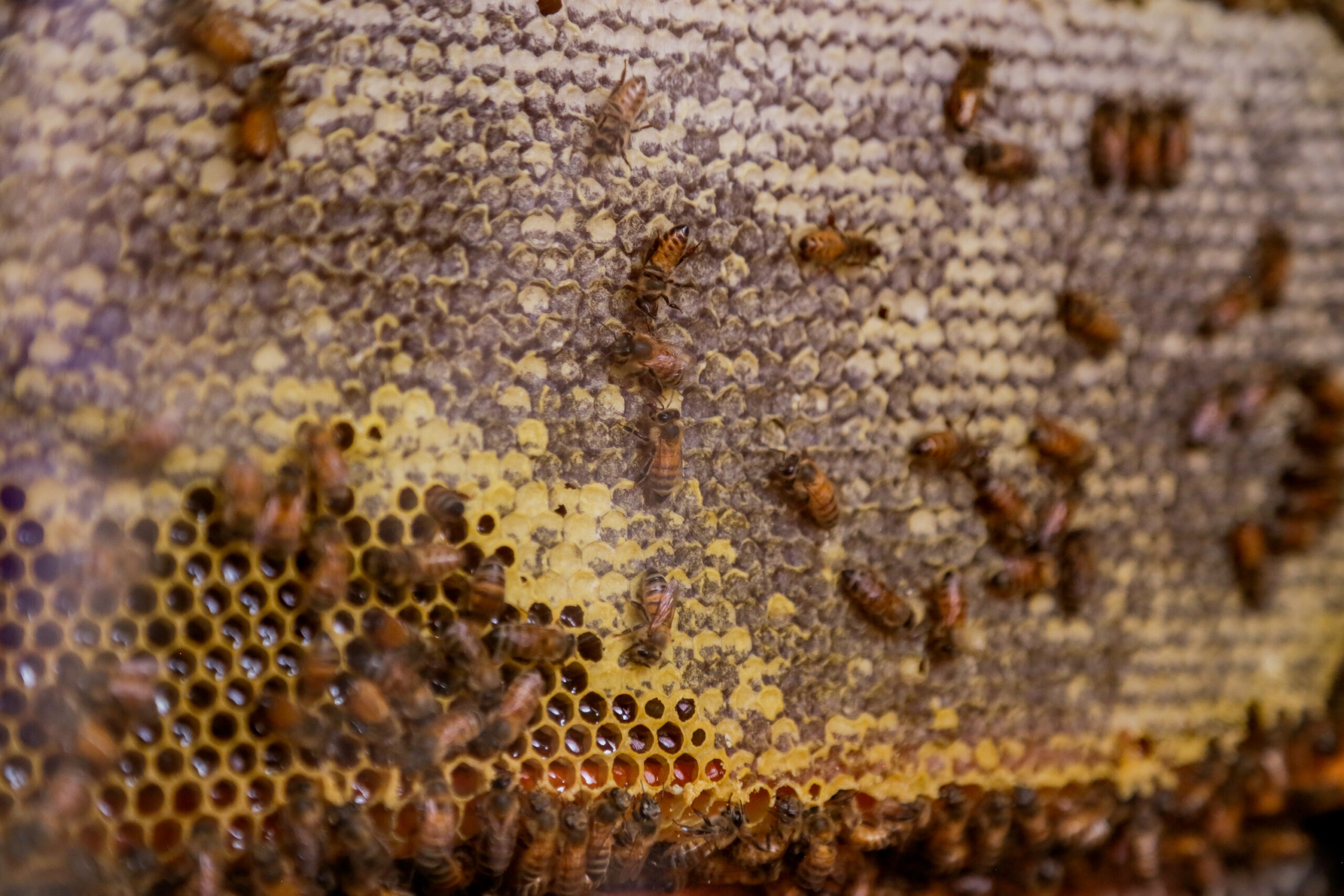 Día Mundial de las Abejas
