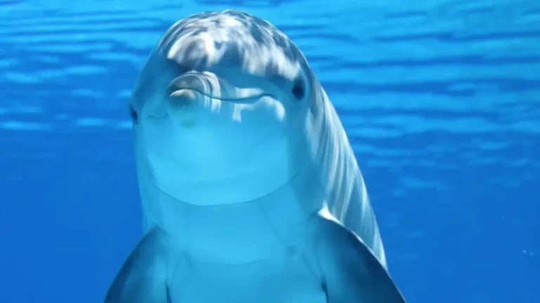 ¿Por qué se celebra un Día Mundial de la Ballena y los Delfines?