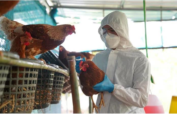 Se registra la primera muerte por gripe aviar H5N1 en Estados Unidos