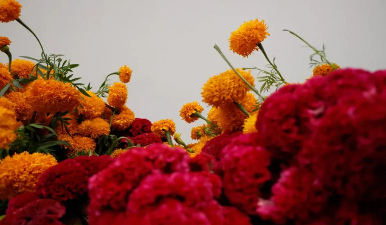 temporada de flor de cempasúchil